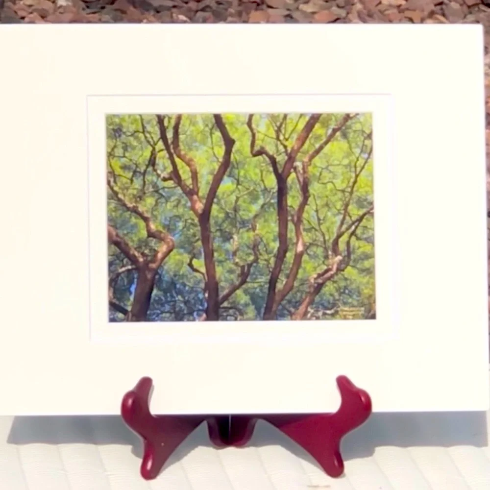 REPRODUCTION ENTITLED CANOPY 2004